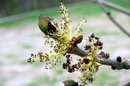 Fraxinus excelsior